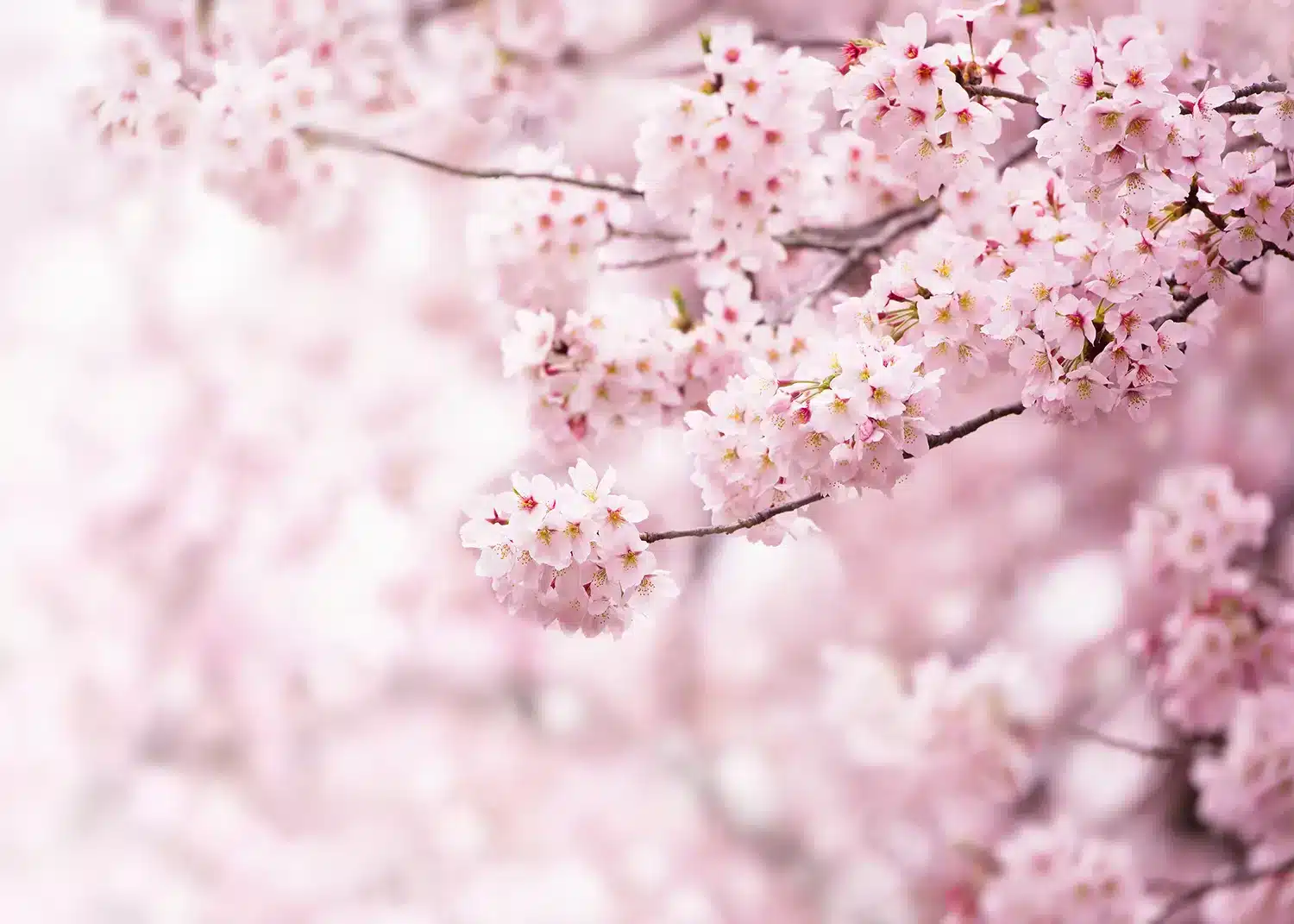 Sakura Bloom | Made-to-Measure Wallpaper | Artlook | FT5P 352387