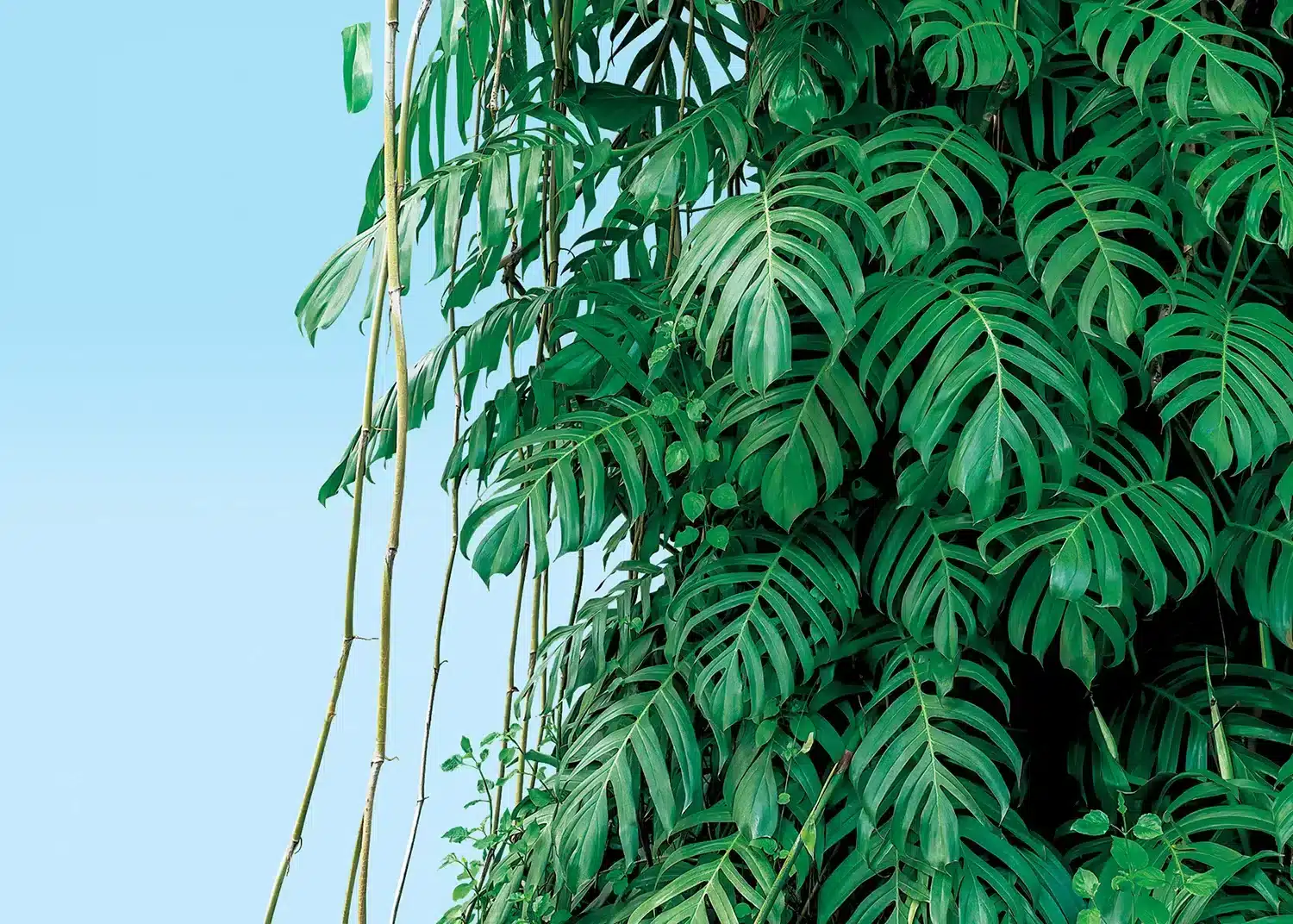 Monstera | Made-to-Measure Wallpaper | Artlook | FT5P 352389