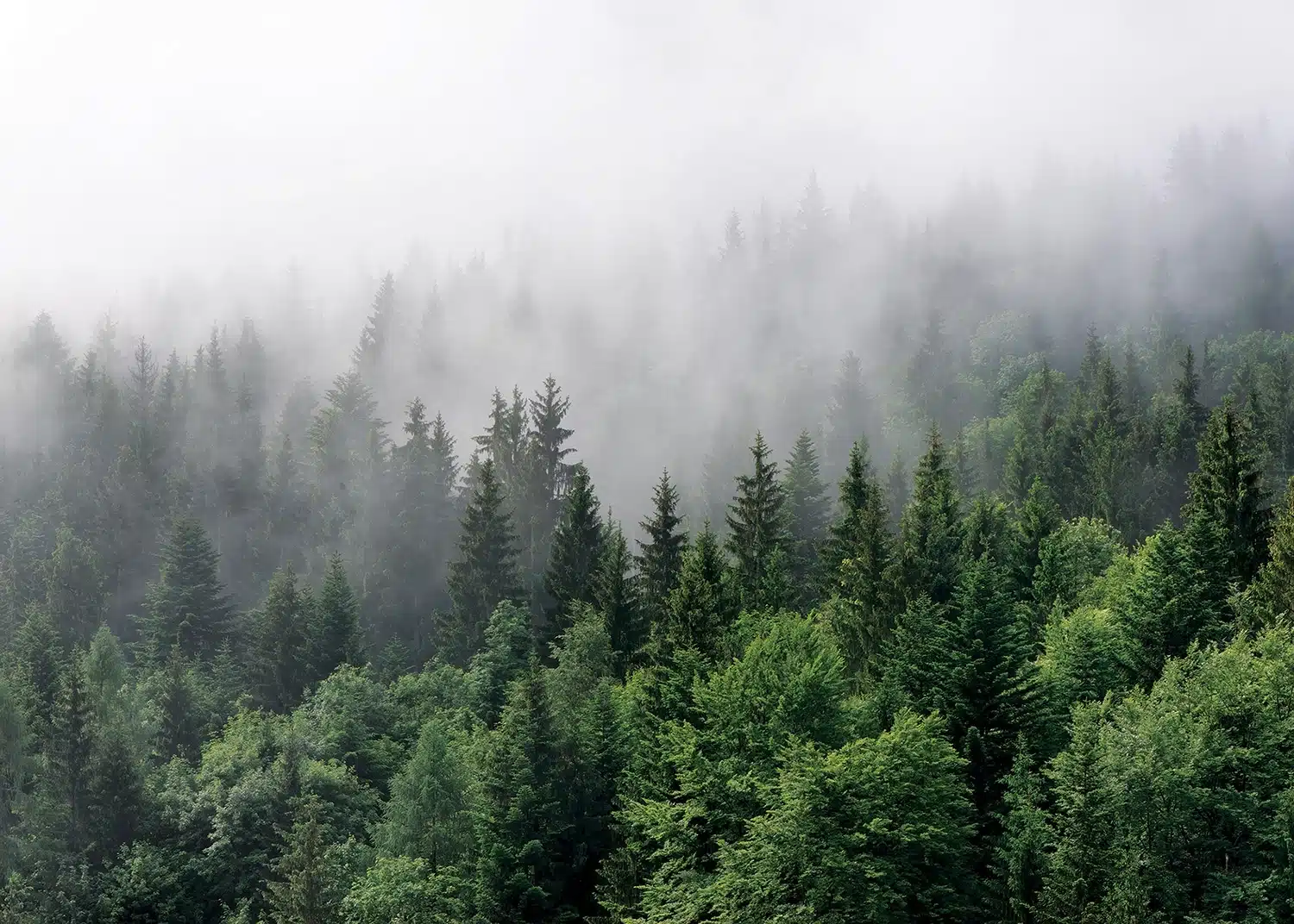 Misty Forest | Made-to-Measure Wallpaper | Artlook | FT5P 3031