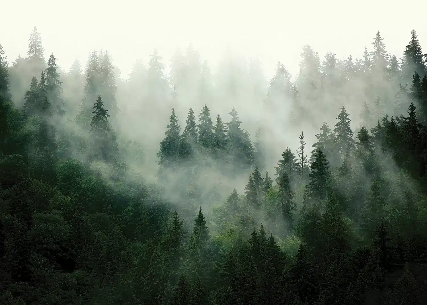 Foggy Forest | Made-to-Measure Wallpaper | Artlook | FT5P 3033