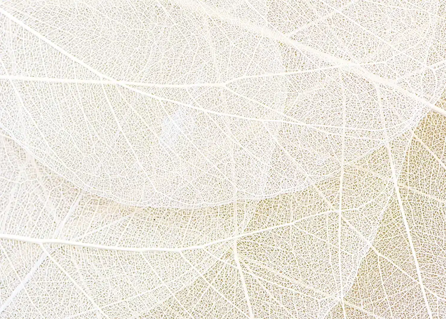 Ivory Net | Made-to-Measure Wallpaper | Artlook | FTNS 1247