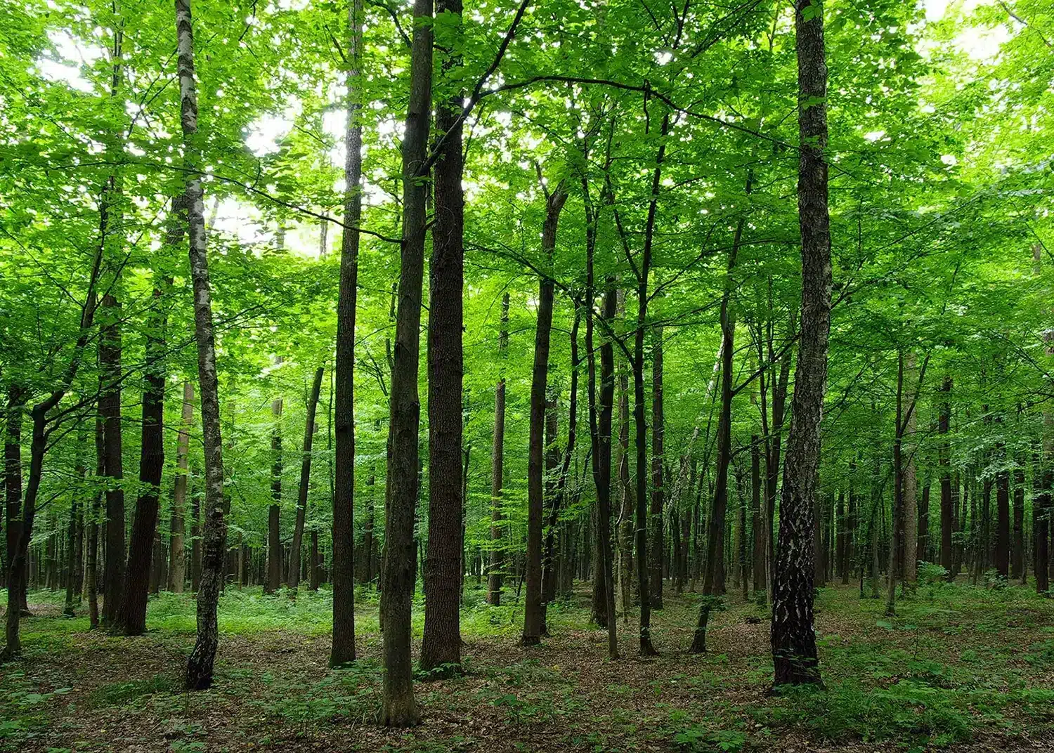 Green Forest | Made-to-Measure Wallpaper | Artlook | FTNS 2446