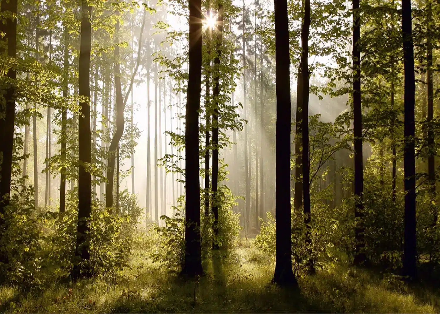 Sunrise Forest | Made-to-Measure Wallpaper | Artlook | FTNS 2447