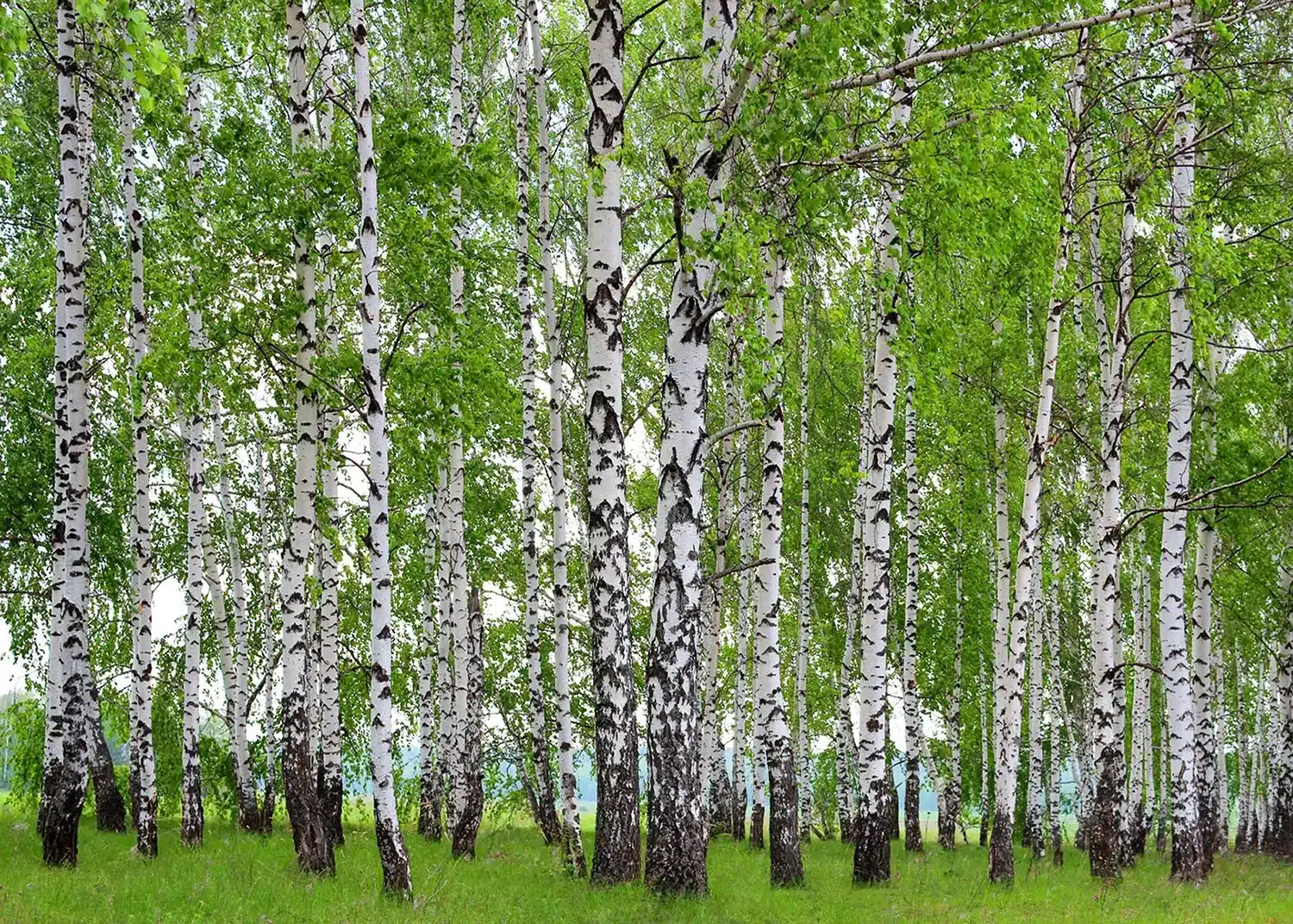 Birch Forest | Made-to-Measure Wallpaper | Artlook | FTNS 2448