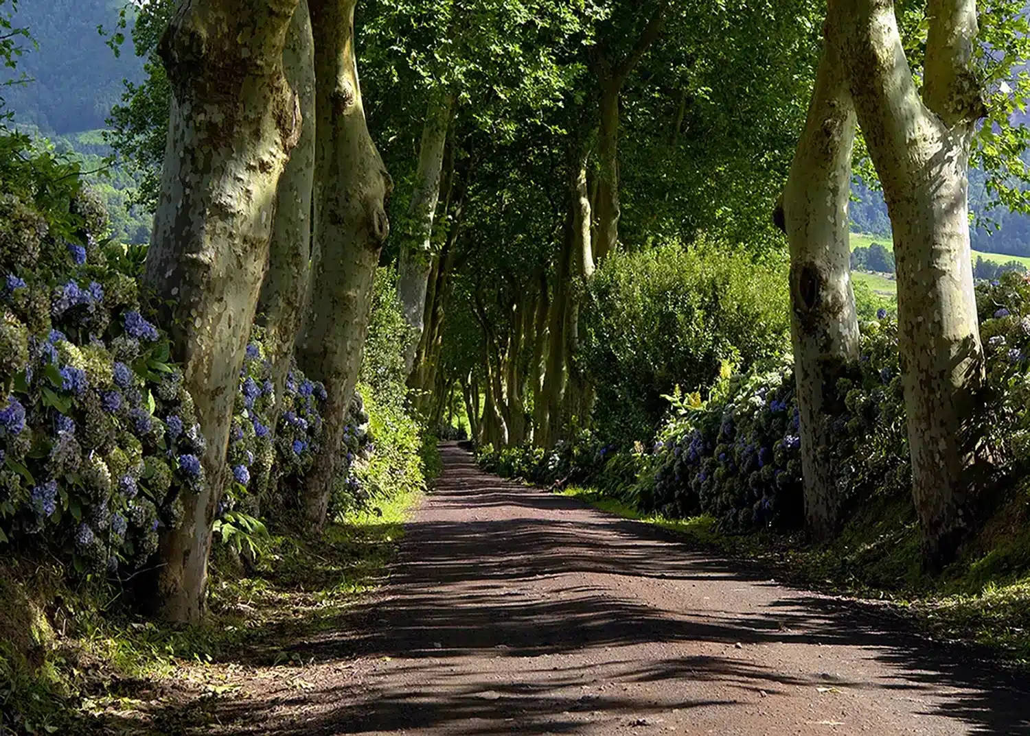 Tree Alley | Made-to-Measure Wallpaper | Artlook | FTNS 2449
