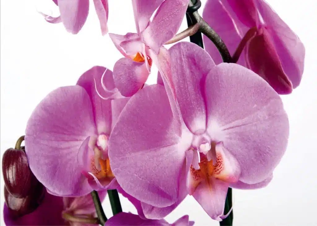 Wall Mural Violet Orchid, Made to Measure, FTNS 2459