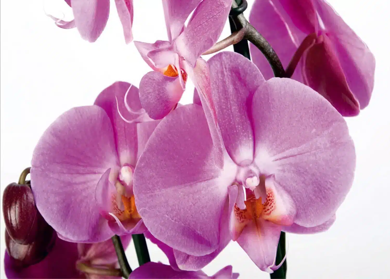 Orchids Close-up | Made-to-Measure Wallpaper | Artlook | FTNS 2459
