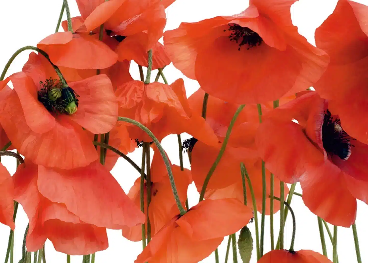 Wild Poppies  | Made-to-Measure Wallpaper | Artlook | FTNS 2461