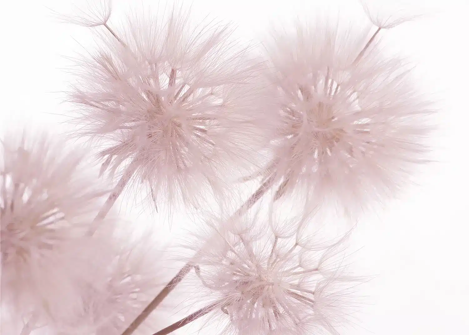 Pink Dandelions | Made-to-Measure Wallpaper | Artlook | FTNS 2493