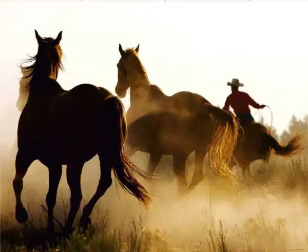 Wild Horses | Made-to-Measure Wallpaper | Artlook | FTNXXL 0390