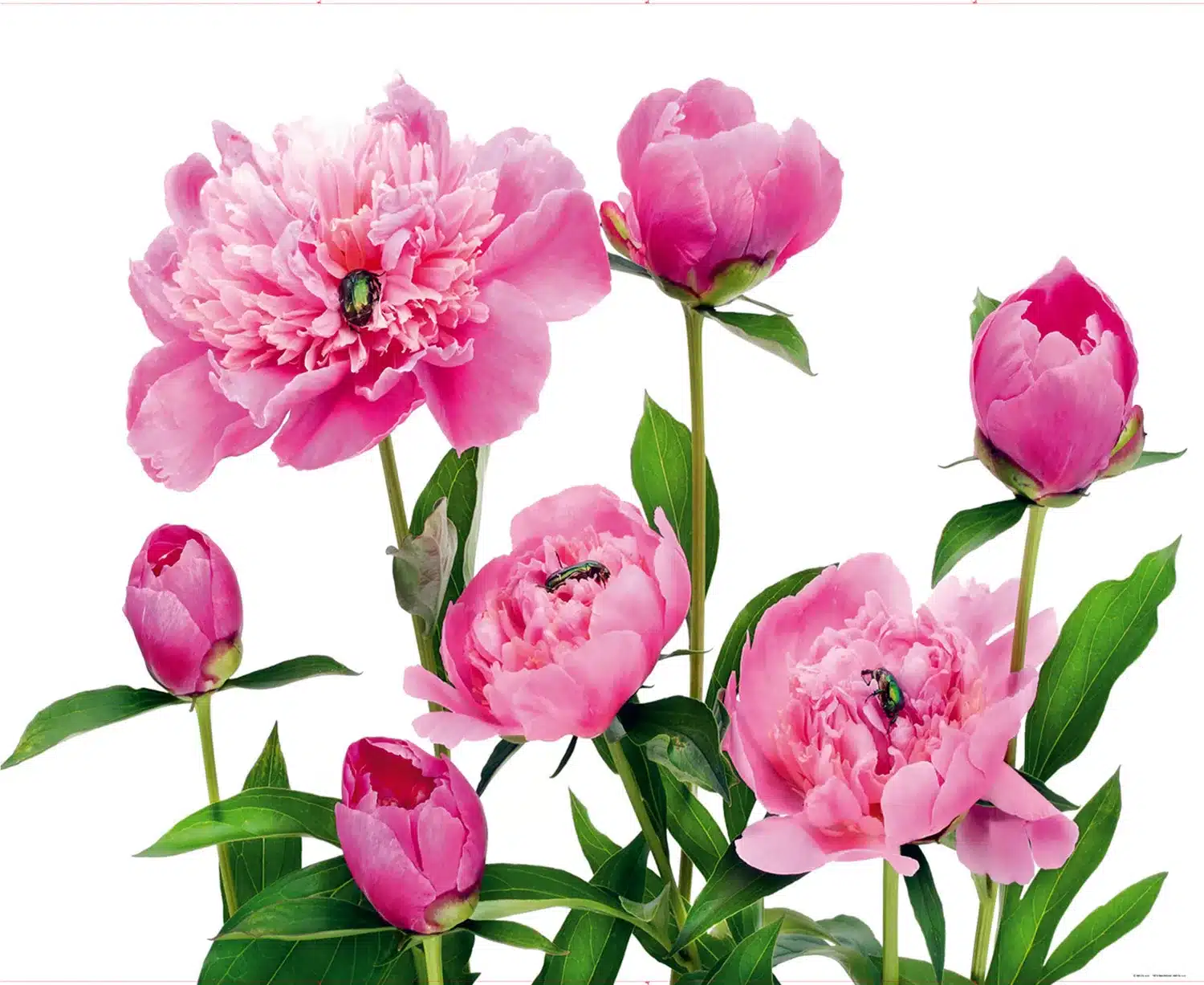 Pink Peonies | Made-to-Measure Wallpaper | Artlook | FTNXXL 0448