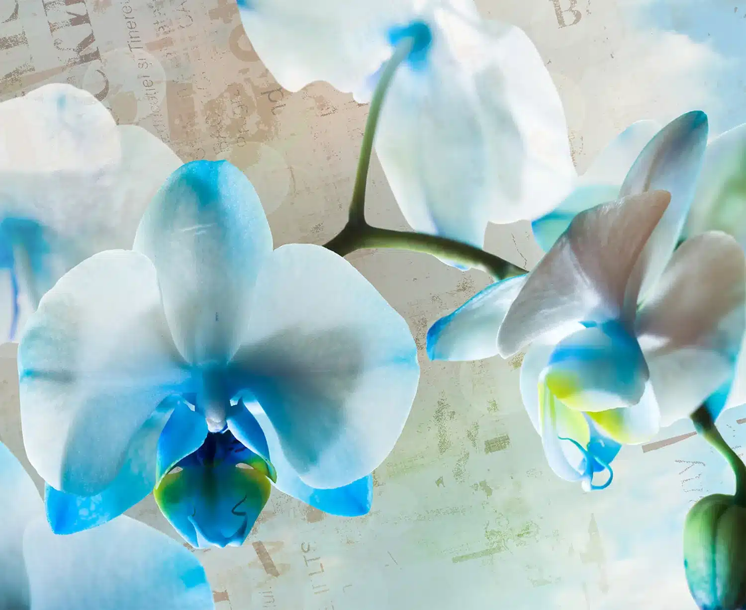 Blue Flowers | Made-to-Measure Wallpaper | Artlook | FTNXXL 1144