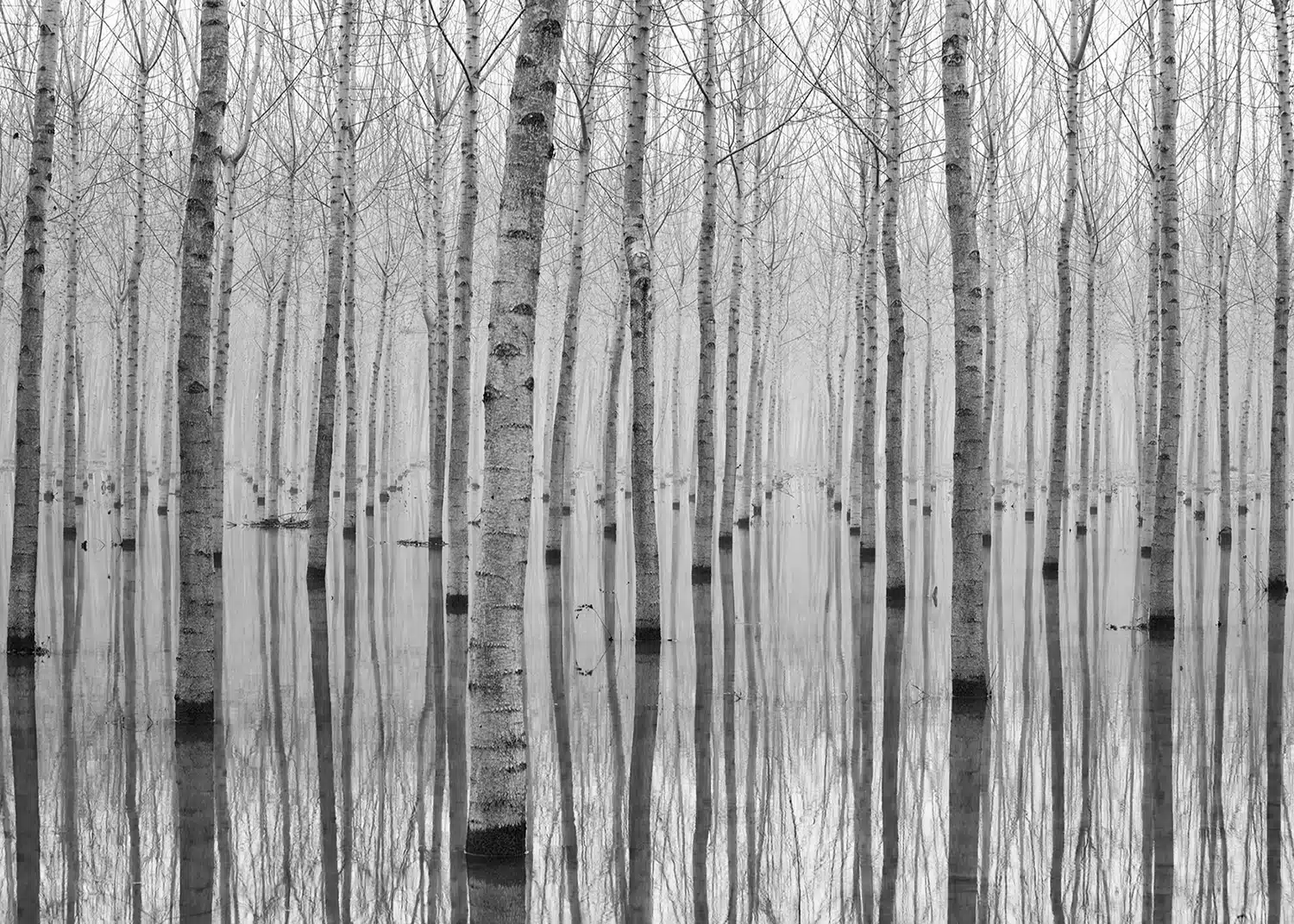 Birch Reflection | Made-to-Measure Wallpaper | Artlook | FTNXXL 3004