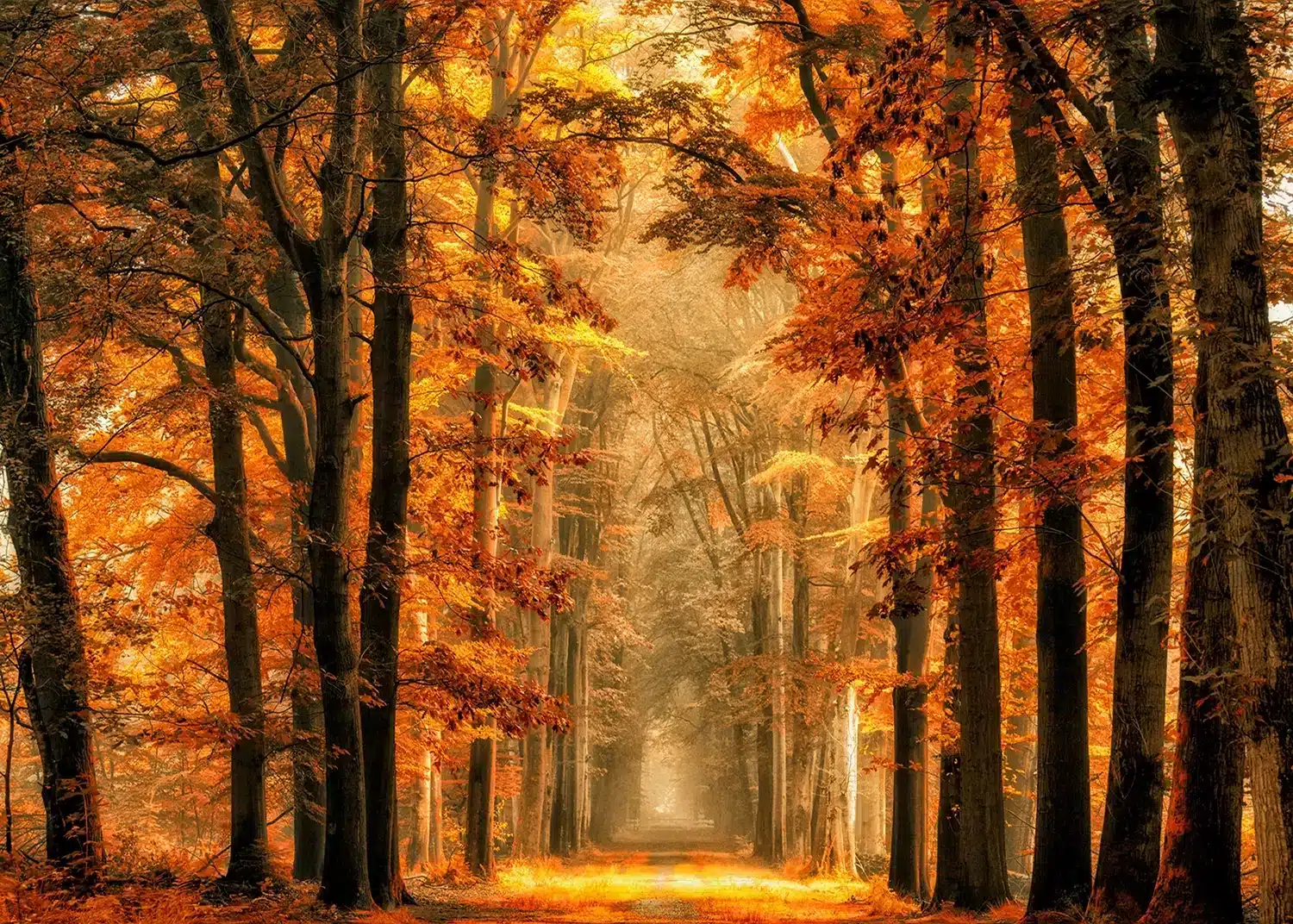 Golden Path | Made-to-Measure Wallpaper | Artlook | FTNXXL 3009