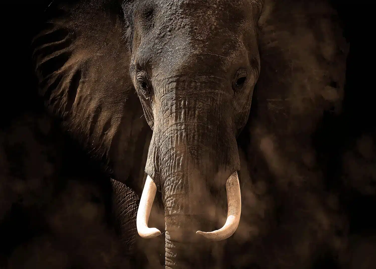 Elephant | Made-to-Measure Wallpaper | Artlook | FTNXXL 3016