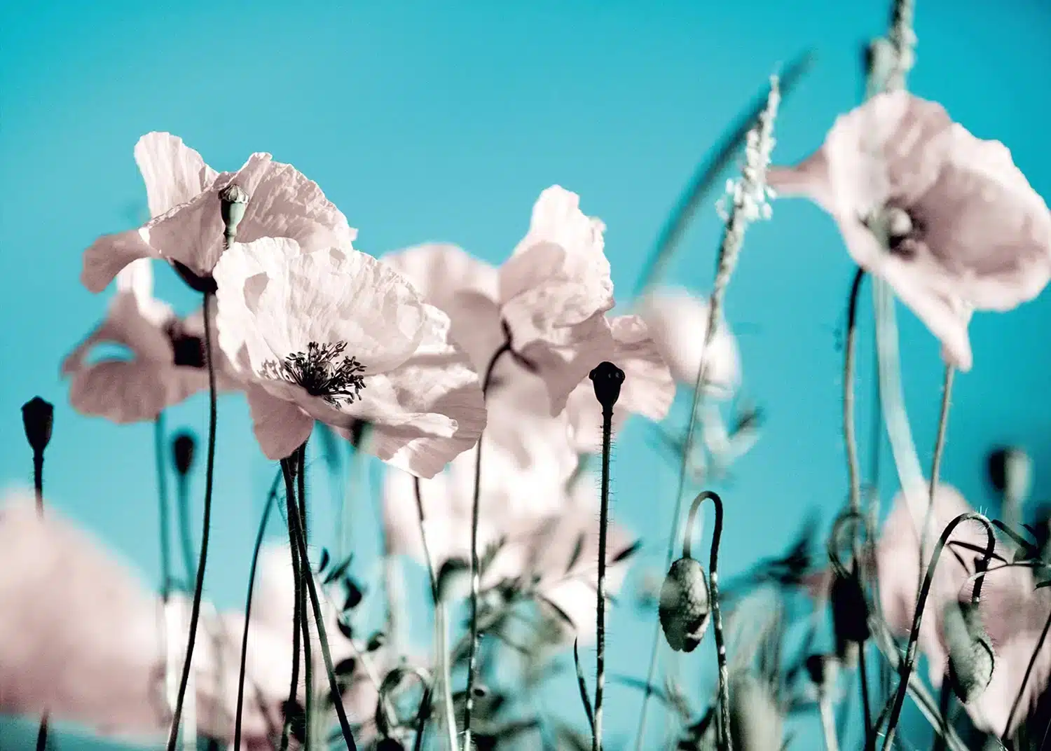 Blue Sky Poppies | Made-to-Measure Wallpaper | Artlook | FTNXXL 0118