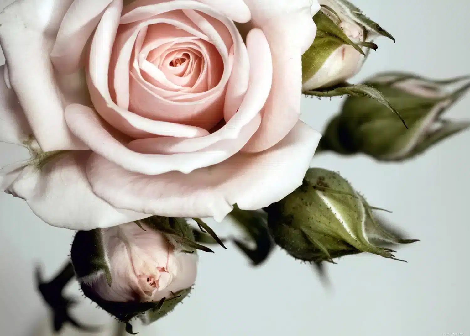 Tender Rose | Made-to-Measure Wallpaper | Artlook | FTNXXL 0313