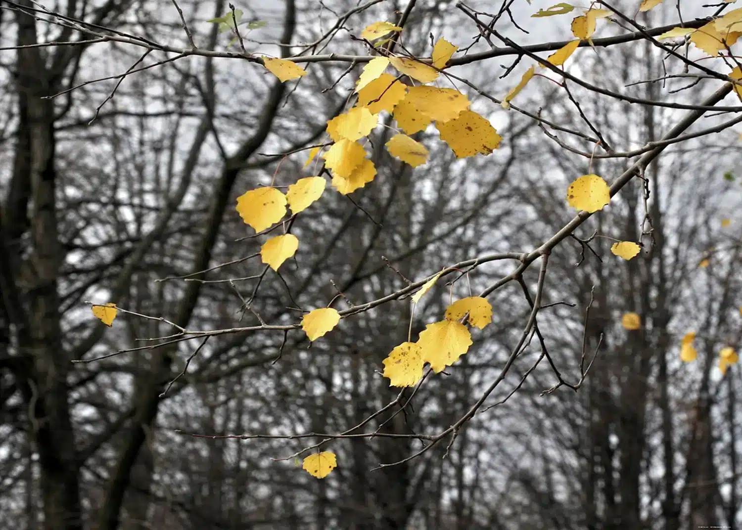 Autumn Leaves | Made-to-Measure Wallpaper | Artlook | FTNXXL 0317