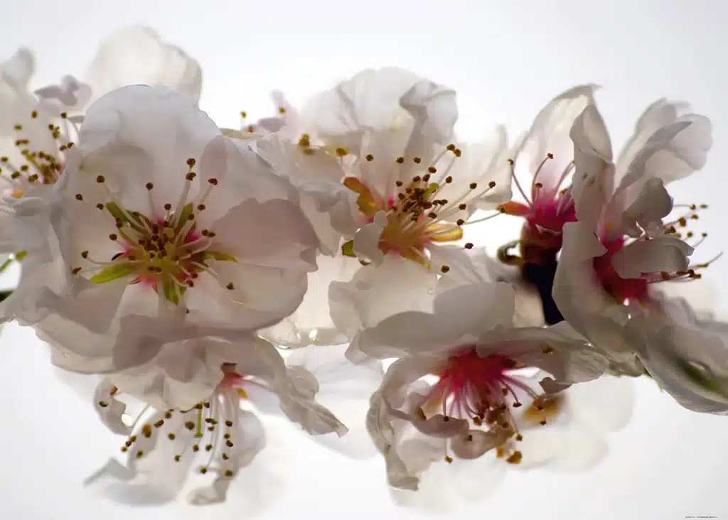 Wall Mural Tenderness, Made to Measure, FTNXXL 0385