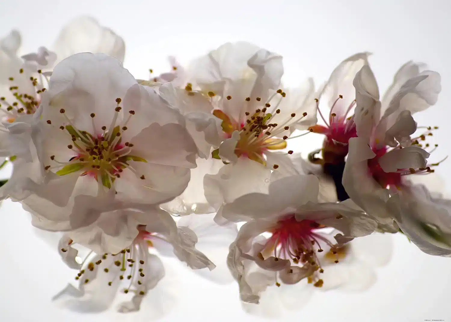 Tenderness | Made-to-Measure Wallpaper | Artlook | FTNXXL 0385
