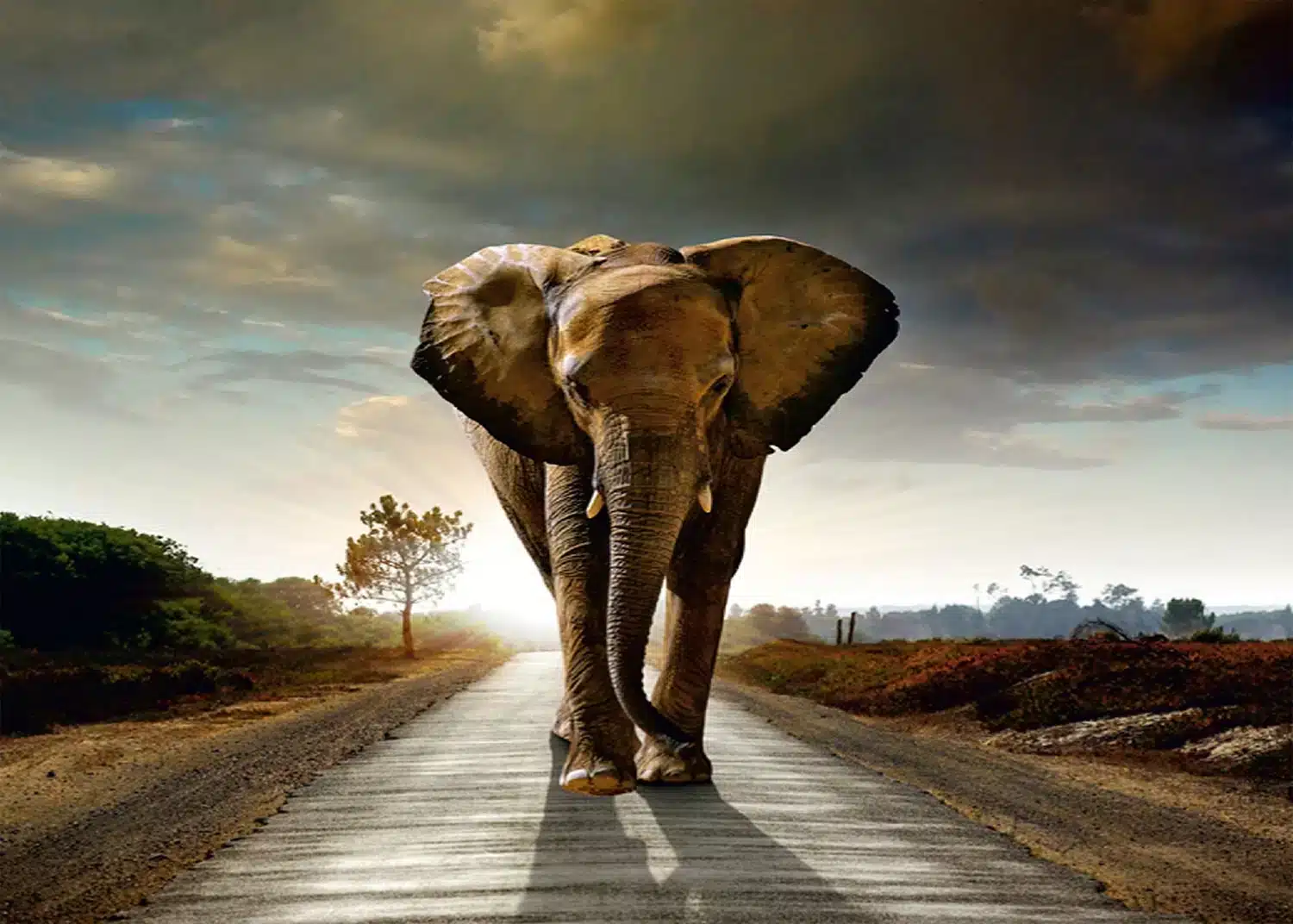 Huge Elephant | Made-to-Measure Wallpaper | Artlook | FTNXXL 0438