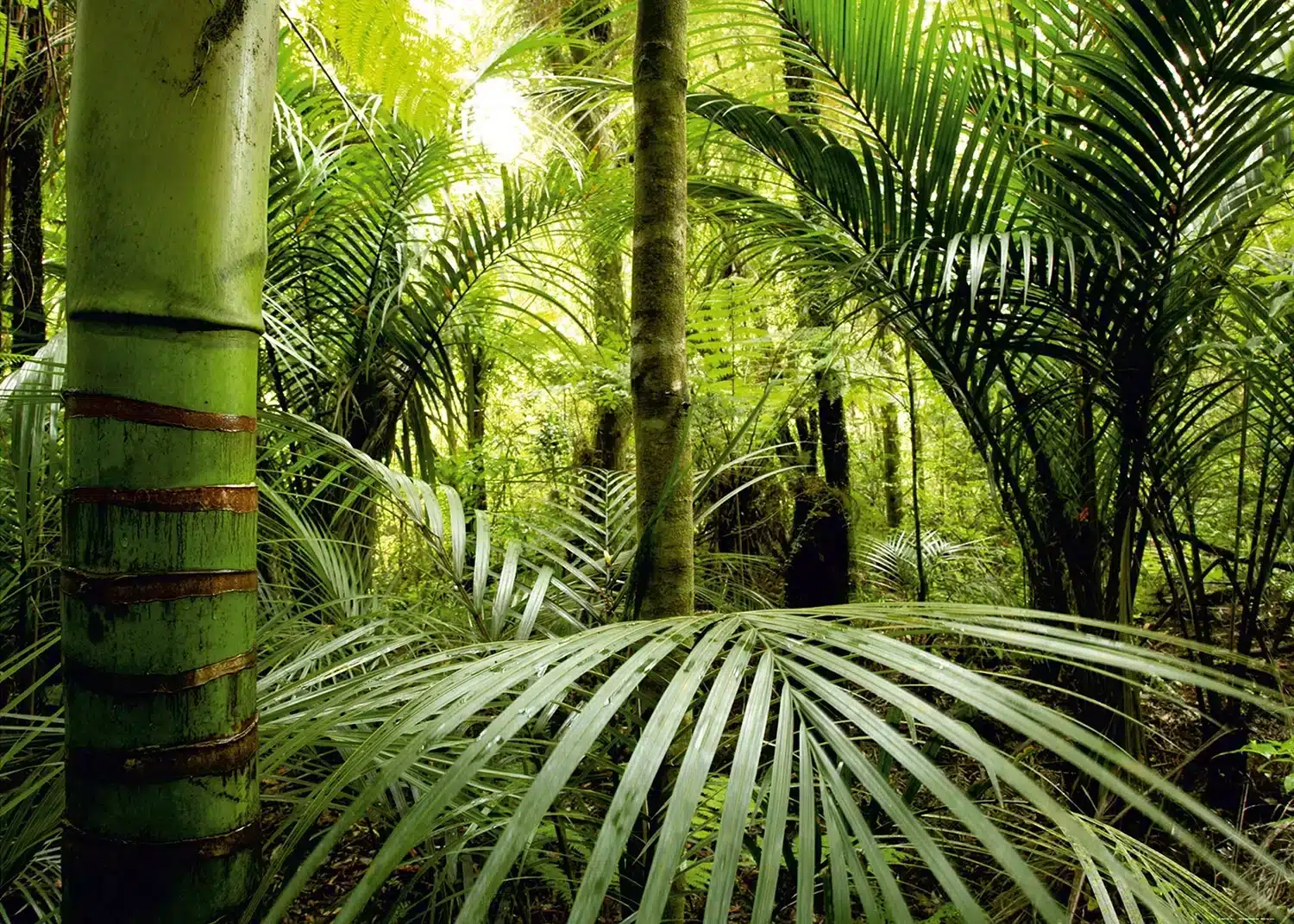 Tropical Thicket | Made-to-Measure Wallpaper | Artlook | FTNXXL 0465