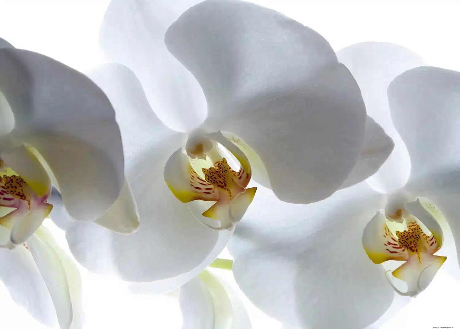 Elegant Orchids | Made-to-Measure Wallpaper | Artlook | FTNXXL 0466