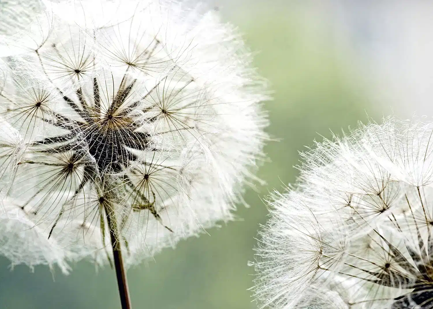 Tender Dandelions | Made-to-Measure Wallpaper | Artlook | FTNXXL 0477