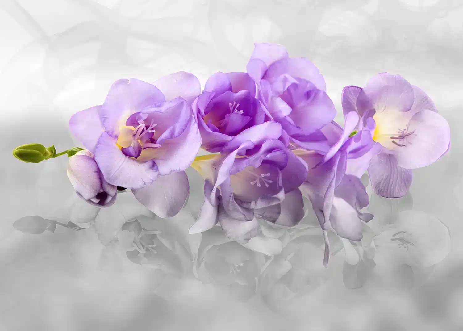 Violet Orchids | Made-to-Measure Wallpaper | Artlook | FTNXXL 2400