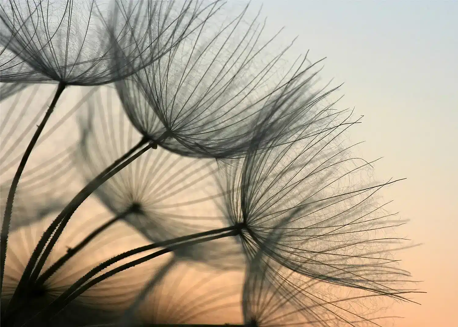 Dandelions at Sunrise | Made-to-Measure Wallpaper | Artlook | FTNXXL 2494