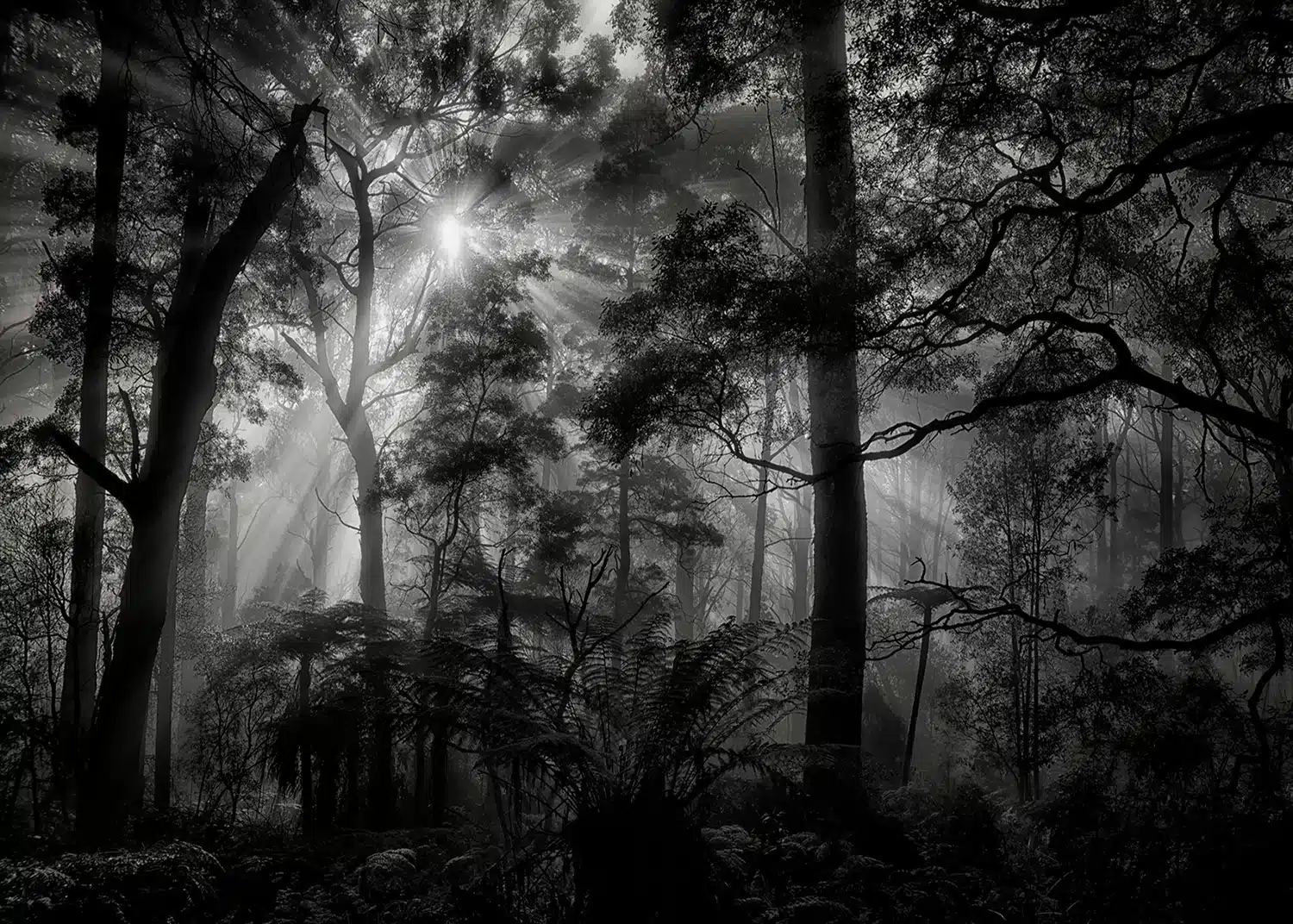 Monochrome Forest | Made-to-Measure Wallpaper | Artlook | FTNXXL 3027